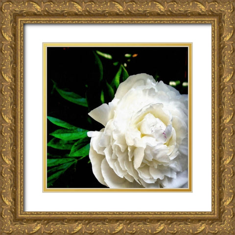 White Peony  Gold Ornate Wood Framed Art Print with Double Matting by Calkins, Michelle