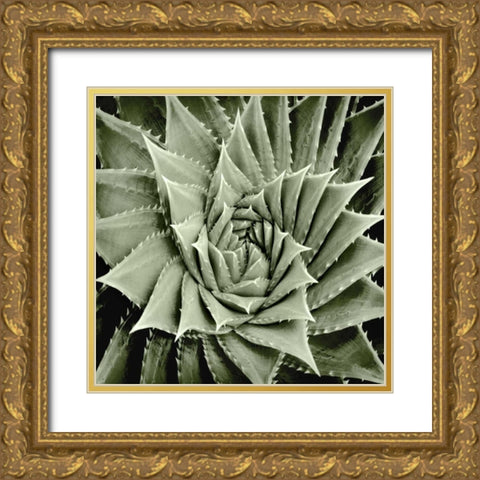 Green Succulent I Gold Ornate Wood Framed Art Print with Double Matting by Jensen, Mia