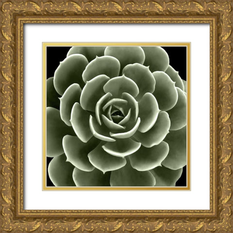 Green Succulent IV Gold Ornate Wood Framed Art Print with Double Matting by Jensen, Mia