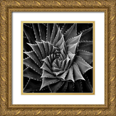 Succulent I Gold Ornate Wood Framed Art Print with Double Matting by Jensen, Mia