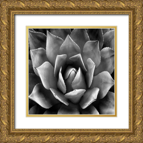 Succulent II Gold Ornate Wood Framed Art Print with Double Matting by Jensen, Mia