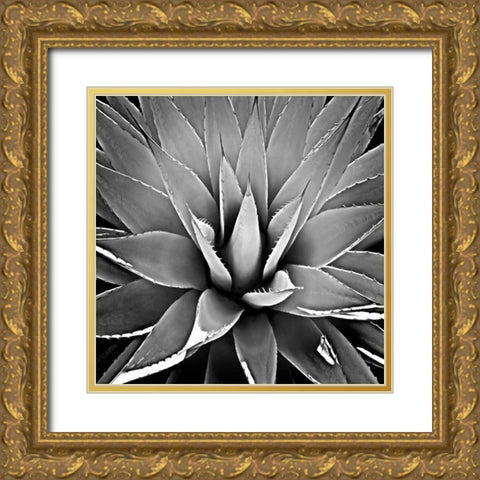 Succulent III Gold Ornate Wood Framed Art Print with Double Matting by Jensen, Mia
