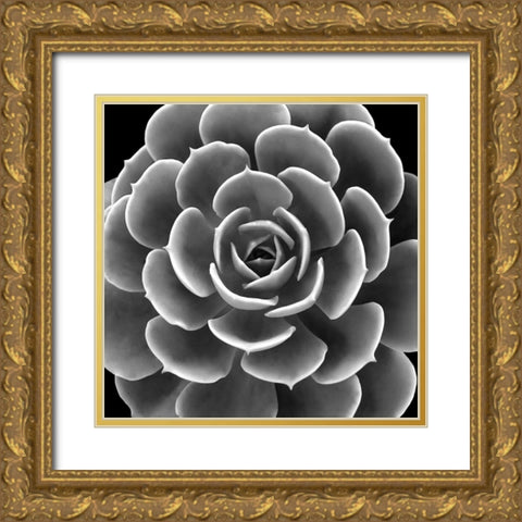 Succulent IIII IV Gold Ornate Wood Framed Art Print with Double Matting by Jensen, Mia