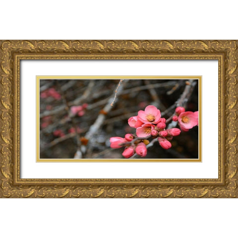 Crabapple Tree blossoms Gold Ornate Wood Framed Art Print with Double Matting by Plank, Savanah