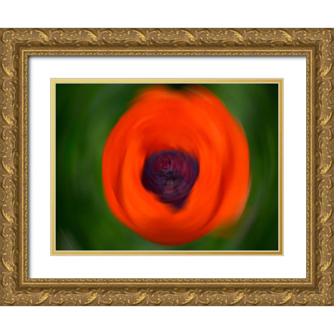 Orange Poppy Gold Ornate Wood Framed Art Print with Double Matting by Plank, Savanah