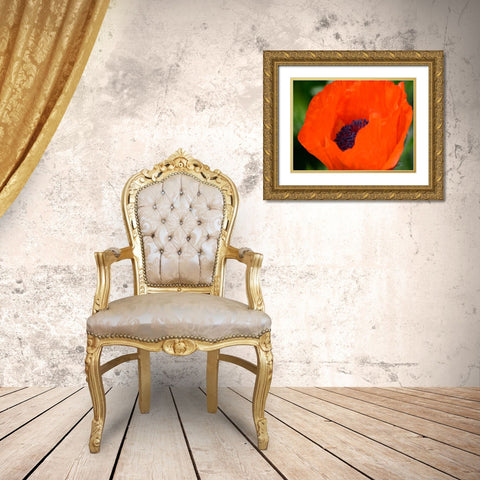 Orange Poppy Gold Ornate Wood Framed Art Print with Double Matting by Plank, Savanah