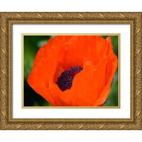 Orange Poppy Gold Ornate Wood Framed Art Print with Double Matting by Plank, Savanah