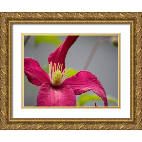 Pink Clematis Gold Ornate Wood Framed Art Print with Double Matting by Plank, Savanah