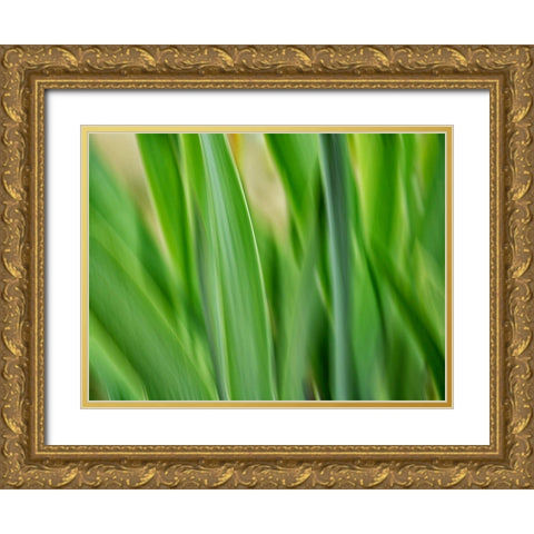 Flora blades Gold Ornate Wood Framed Art Print with Double Matting by Plank, Savanah