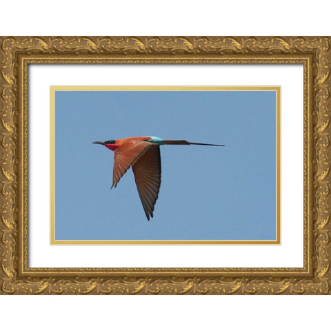 Carmine Bee Eater Gold Ornate Wood Framed Art Print with Double Matting by Bennion, Scott