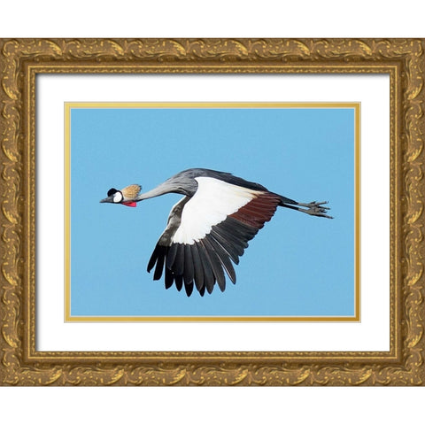 Crested Crane Gold Ornate Wood Framed Art Print with Double Matting by Bennion, Scott