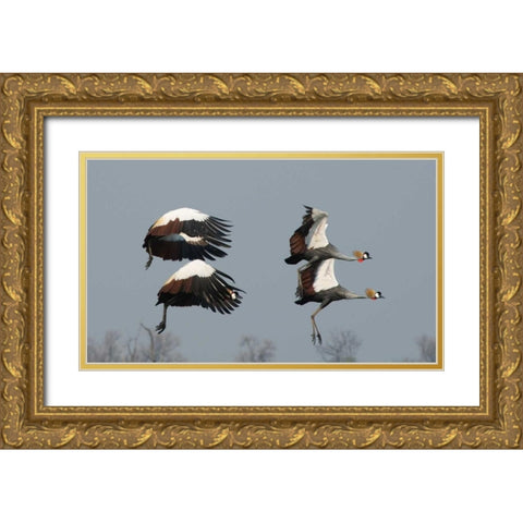 Crested Cranes Gold Ornate Wood Framed Art Print with Double Matting by Bennion, Scott