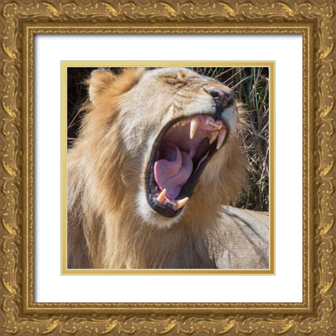 King of the Beasts Gold Ornate Wood Framed Art Print with Double Matting by Bennion, Scott