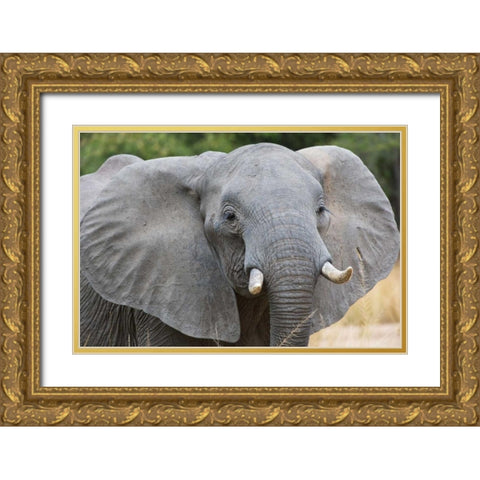 Mia Gold Ornate Wood Framed Art Print with Double Matting by Bennion, Scott