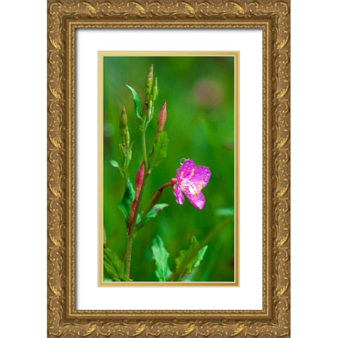 Spring Flower Gold Ornate Wood Framed Art Print with Double Matting by Bennion, Scott