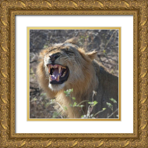 Teeth Gold Ornate Wood Framed Art Print with Double Matting by Bennion, Scott