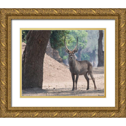 Waterbuck Gold Ornate Wood Framed Art Print with Double Matting by Bennion, Scott