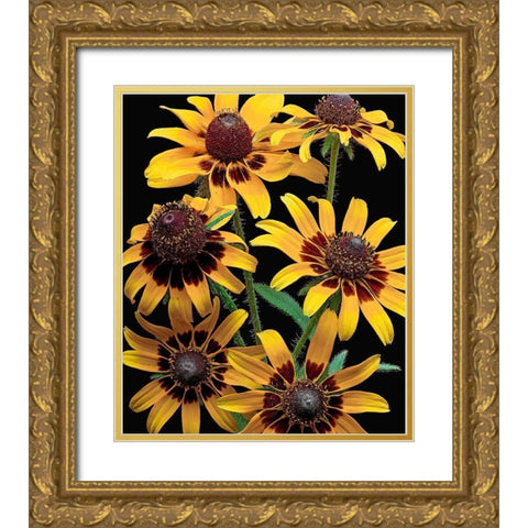 Brown-Eyed Daisy Gold Ornate Wood Framed Art Print with Double Matting by Reynolds, Richard