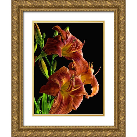 Daylily Gold Ornate Wood Framed Art Print with Double Matting by Reynolds, Richard