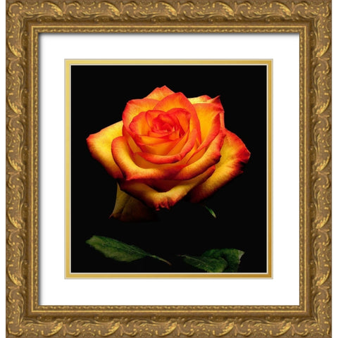 Garden Rose 2 Gold Ornate Wood Framed Art Print with Double Matting by Reynolds, Richard
