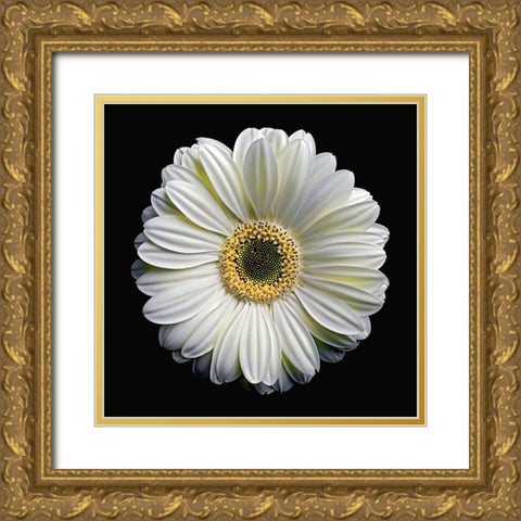 Gerbera Daisy 2 Gold Ornate Wood Framed Art Print with Double Matting by Reynolds, Richard