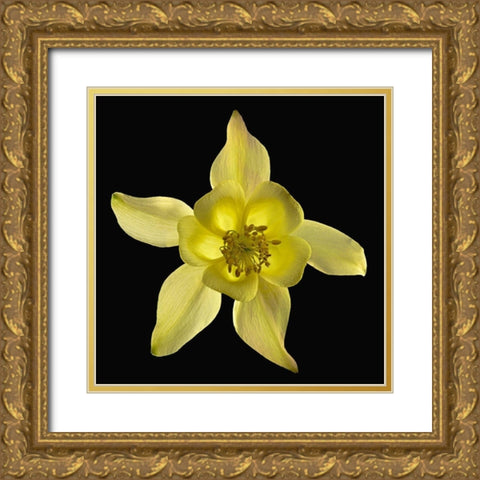 Columbine ~ Origami Yellow Gold Ornate Wood Framed Art Print with Double Matting by Reynolds, Richard