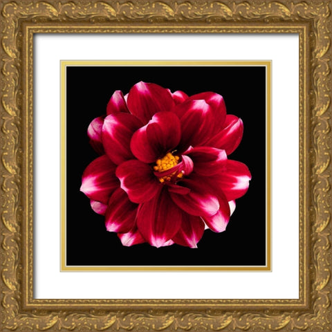 Dahlia 3 Gold Ornate Wood Framed Art Print with Double Matting by Reynolds, Richard