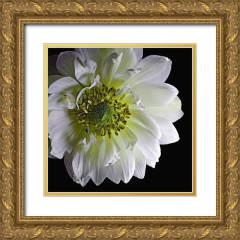 Anemone 2 Gold Ornate Wood Framed Art Print with Double Matting by Reynolds, Richard