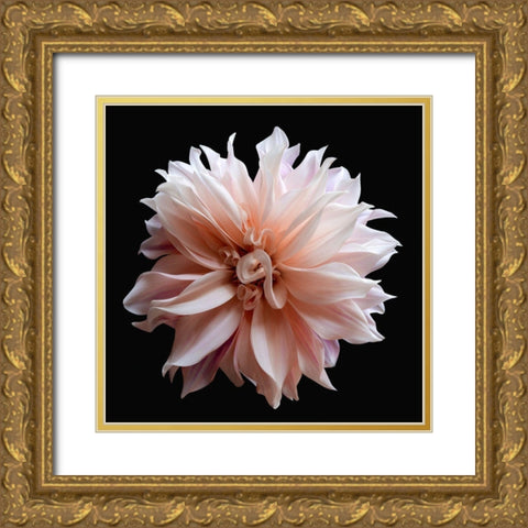 Dahlia 5 Gold Ornate Wood Framed Art Print with Double Matting by Reynolds, Richard