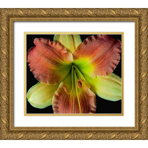 Daylily 2 Gold Ornate Wood Framed Art Print with Double Matting by Reynolds, Richard