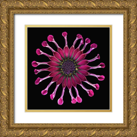 African Daisy 2 Gold Ornate Wood Framed Art Print with Double Matting by Reynolds, Richard
