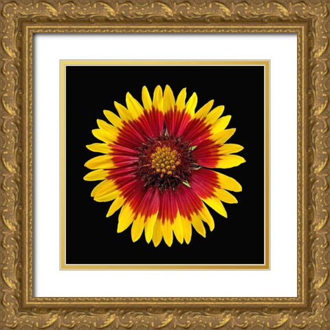 Blanket Flower Gold Ornate Wood Framed Art Print with Double Matting by Reynolds, Richard