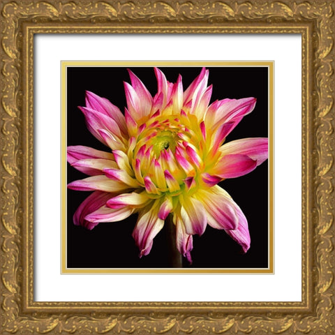 Dahlia 1 Gold Ornate Wood Framed Art Print with Double Matting by Reynolds, Richard