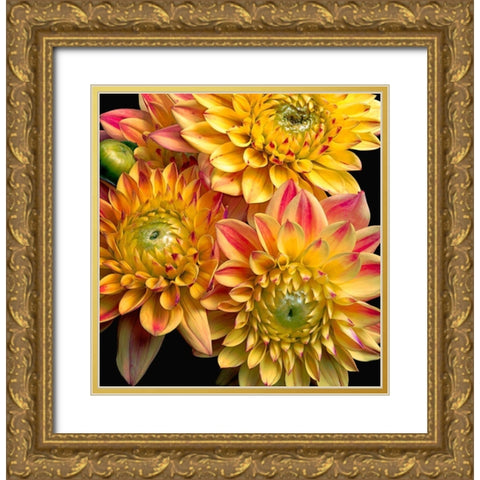 Dahlias Gold Ornate Wood Framed Art Print with Double Matting by Reynolds, Richard