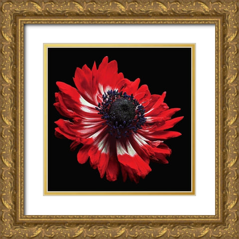 Anemone Gold Ornate Wood Framed Art Print with Double Matting by Reynolds, Richard