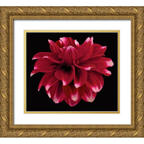 Dahlia 2 Gold Ornate Wood Framed Art Print with Double Matting by Reynolds, Richard