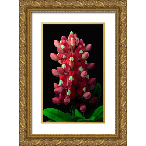 Aggie Bluebonnet Gold Ornate Wood Framed Art Print with Double Matting by Reynolds, Richard