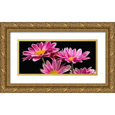 African Daisy Gold Ornate Wood Framed Art Print with Double Matting by Reynolds, Richard