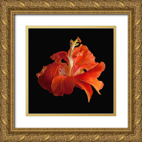 Tropical Hibiscus ~ Double Orange Gold Ornate Wood Framed Art Print with Double Matting by Reynolds, Richard