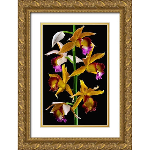 Nuns Orchid Gold Ornate Wood Framed Art Print with Double Matting by Reynolds, Richard