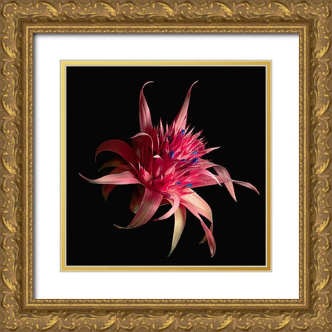 Silver Vase Bromeliad Gold Ornate Wood Framed Art Print with Double Matting by Reynolds, Richard