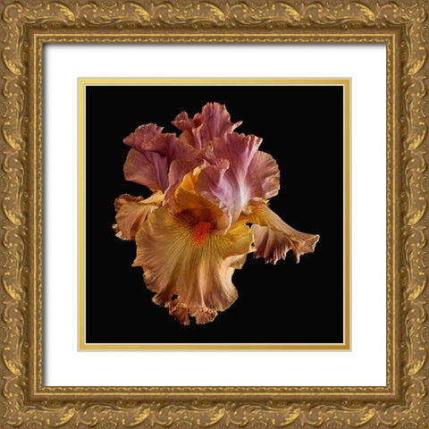 Tall Bearded Iris Gold Ornate Wood Framed Art Print with Double Matting by Reynolds, Richard