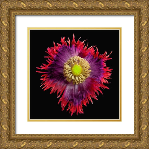 Poppy Drama ~ Queen Gold Ornate Wood Framed Art Print with Double Matting by Reynolds, Richard