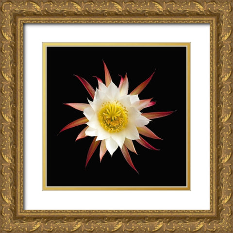 Unknown Echinopsis Cactus Gold Ornate Wood Framed Art Print with Double Matting by Reynolds, Richard