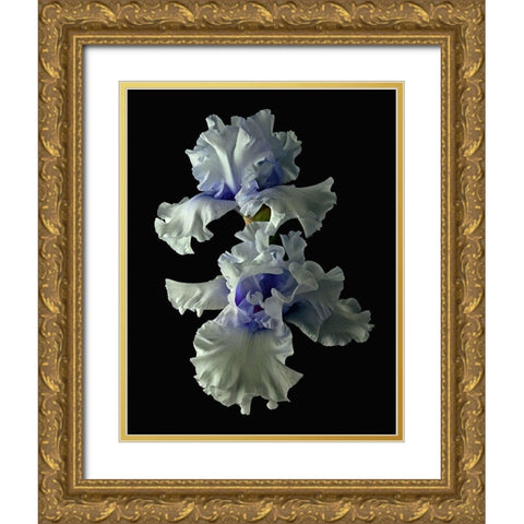 Tall Bearded Iris - Willamette Mist Gold Ornate Wood Framed Art Print with Double Matting by Reynolds, Richard