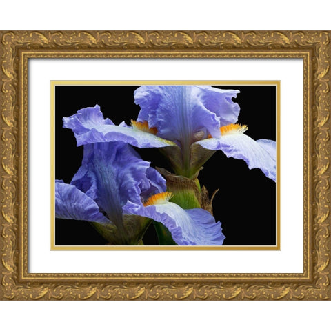 Tall Bearded Iris 3 Gold Ornate Wood Framed Art Print with Double Matting by Reynolds, Richard