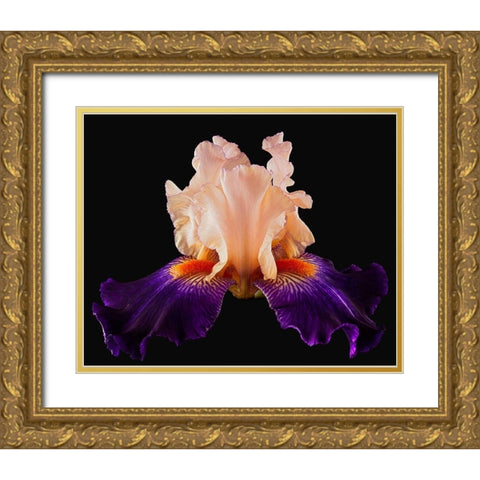 Tall Bearded Iris Zandra Gold Ornate Wood Framed Art Print with Double Matting by Reynolds, Richard