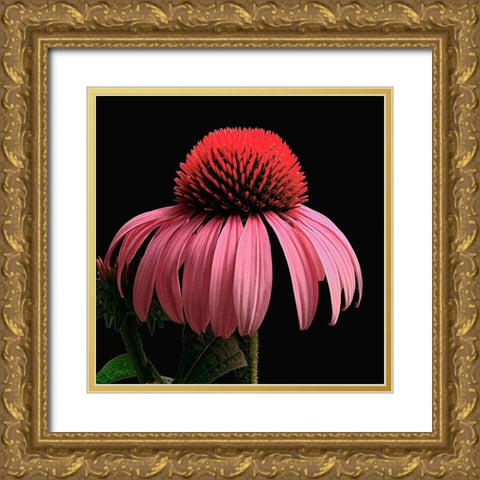 Purple Cone Flower Gold Ornate Wood Framed Art Print with Double Matting by Reynolds, Richard