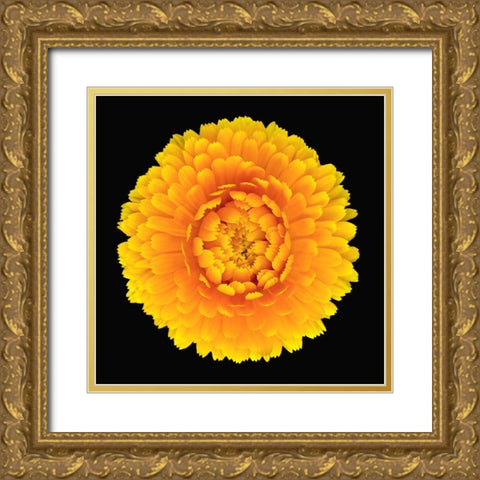 Pot Marigold Gold Ornate Wood Framed Art Print with Double Matting by Reynolds, Richard