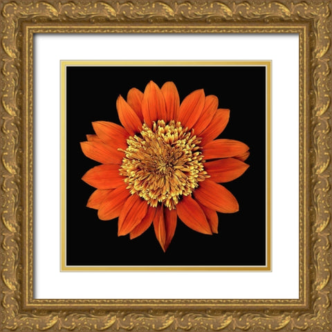 Treasure Flower - Orange Gnome Gold Ornate Wood Framed Art Print with Double Matting by Reynolds, Richard